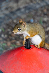 red squirrel sitting on a garbage bin in a public park in the city