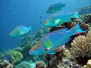 Fototapeta premium A group of electric blue parrotfish nibbling on coral, their colorful scales reflecting sunlight.