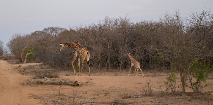 Afrikanische Tiere Giraffenkuh mit Jungtier Giraffenkalb 18 Stunden alt im Busch vom Kr&uuml;ger National Park - Kruger Nationalpark S&uuml;dafrika