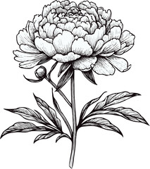 PNG, Hand drawn peony sketch, peonies buds flower, leaf set of anemone flowers vector, illustration outline drawing, poppy botanical black and white line art, buttercup lineart leaves stems engraving