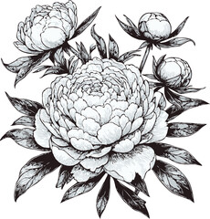 PNG, Hand drawn peony sketch, peonies buds flower, leaf set of anemone flowers vector, illustration outline drawing, poppy botanical black and white line art, buttercup lineart leaves stems engraving © Armine