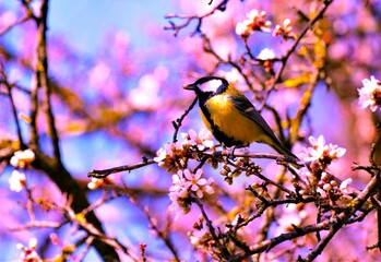 Cute yellow bird standing on cherry blossom branch in springtime