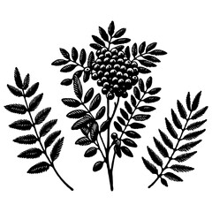 PNG Set of Hand drawn currant branch with berries leaves, black and white Plant illustration in sketch style Blueberry berry art. Botanical illustrations Floral Branches Rowan drawing