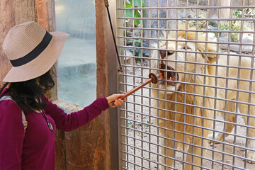 Female visitor feeding beautiful White Lion a piece of raw meat