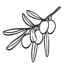 Doodle retro olive branch collection. Line engraving art in charcoal or crayon drawing style of plant stem with olives harvest vector illustration. Ink hand drawn set. Pencil drawn design elements.