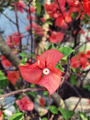 Bougainvillea Blooming in Golden Light