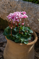The beautiful and special pink frilly Persian cyclamen scientific name Cyclamen persicum in a clay pot.
