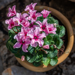 The beautiful and special pink frilly Persian cyclamen scientific name Cyclamen persicum in a clay pot.
