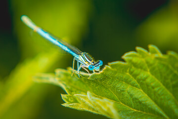 dragonfly sitting on a green leaf in macro scale