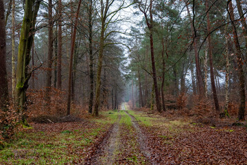 Chemin en forêt domaniale en hiver. Pins sylvestre. Exploitation forestière