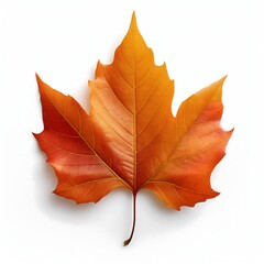 Obraz premium Autumn Leaf: Orange, Veins, Isolated