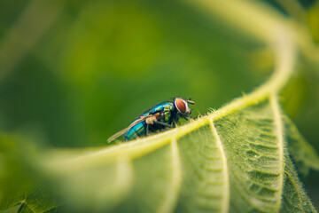 fly sitting on a green leaf in a thicket of grass near a ditch in the countryside. macro scale fly with big eyes