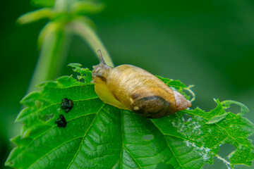 snail on a leaf