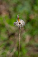 The seeds of wild Anemone getting ready to be spread by the wind to grow next year in northern Israel.
