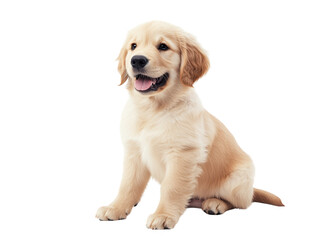Fototapeta premium A cheerful golden retriever puppy sitting with a playful expression.