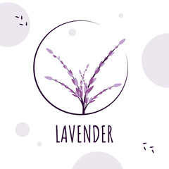 Lavender bouquet, with text: "lavender", in gentle Provence style. Flowers, branches, bouquets of lavender. Vector illustration in eps 10 format. For printing and the Internet.