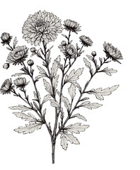 PNG, Hand drawn Aster, dahlia, chrysanthemum sketch flowers, illustration outline of a flower, black and white line art, lineart, set of contour flower, line art, leaves drawing