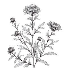 PNG, Hand drawn Aster, dahlia, chrysanthemum sketch flowers, illustration outline of a flower, black and white line art, lineart, set of contour flower, line art, leaves drawing