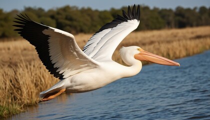 Fototapeta premium A great white pelican soaring gracefully over the calm lake, with wings spread wide