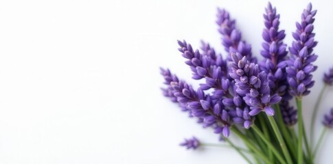 Obraz premium A fragrant bundle of fresh lavender flowers, atop a pristine white background , elegance, bloom, minimalist