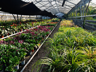 Lush greenhouse interior filled with vibrant flowering plants and greenery