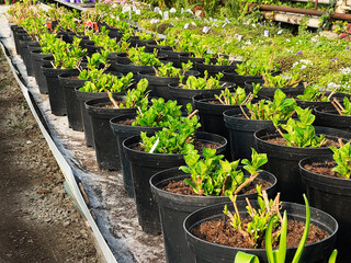 Rows of young plants in black pots in a greenhouse for cultivation