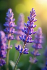 Obraz premium Close-up of delicate lavender blossoms, sunlit, nature, garden, lavender