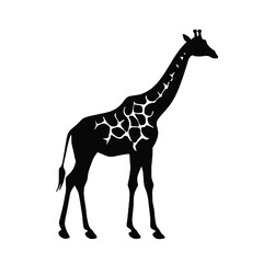 Fototapeta premium giraffe silhouette isolated on white
