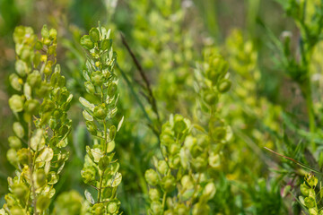 In nature, Thlaspi arvense grows among wild grasses