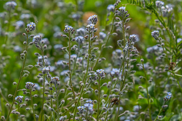 Wide angle closeup on an aggregation of lightblue Early Forget-me-not, Myosotis ramosissima an annual flowering herb