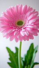Vibrant Pink Gerbera Flower Blooming on White Background, Freshness and Beauty of Nature.