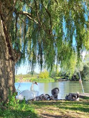 Swans on the river