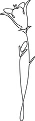 Bellflower line art elegance drawing isolated on white background. 
