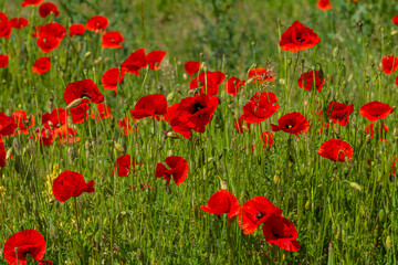 Naklejka premium Papaver rhoeas or common poppy, red poppy is an annual herbaceous flowering plant in the poppy family, Papaveraceae, with red petals