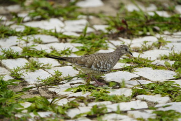 The scaled dove (Columbina squammata) Columbidae family. Fortaleza Ceará, Brazil.