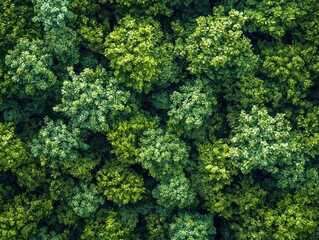 Naklejka premium Aerial View of Forest Ecology: Up High Background Texture of Tree Landscape