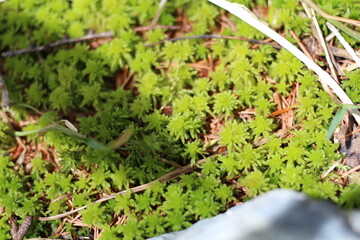 青々とした緑の苔：自然の柔らかなカーペット
