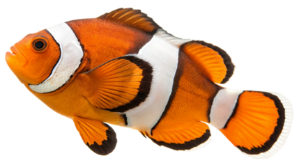 Single whole orange and white clownfish, displaying its vibrant orange body with white bands outlined in striking black. isolated on white background. PNG file