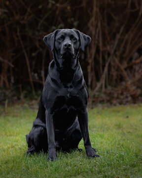 Black Labrador dog sitting on command in a wait position, in a field on green grass with bare hedgerow behind looking directly at camera