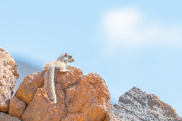 Ecureuil de Barbarie sur l'île de Fuerteventura aux Canaries, Espagne.	