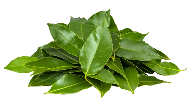 Aromatic bay leaves, Freshly picked culinary herb essential for flavoring dishes beautifully