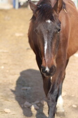Obraz premium Horse. Brown horse on a farm. Horse eats. Beautiful Horse portrait of a horse