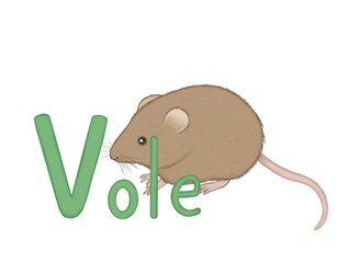 Isolated illustration for kids animals alphabet with cute vole on white background . Vole. Mouse. Letter v. 
