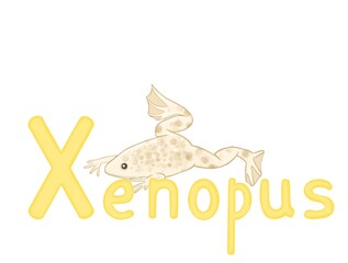 illustration for animals alphabet letter x. Xenopus, frog, on white background 