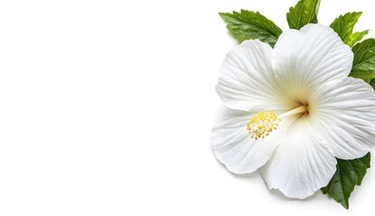 Obraz premium Delicate White Hibiscus Flower with Green Leaves on White Background