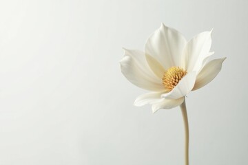 Obraz premium A solitary, delicate white blossom with a subtle yellow center, elegantly poised against a minimalist, light grey backdrop, evokes a sense of serene simplicity and natural beauty.