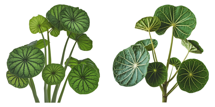 Vibrant Green Leaves with Intricate Vein Patterns