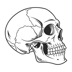 Human skull vector illustration silhouette graphic scientific elements design