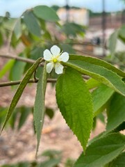Delicate white flower blooming on vibrant green leaves with soft natural light, perfect for springtime designs