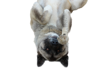 akita on a white background